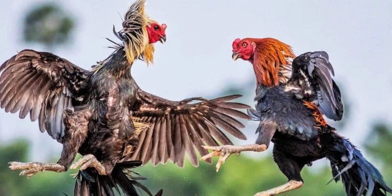 Đá gà cựa dao với những thể hiện hết sức lôi cuốn